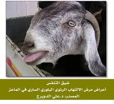 علامات قرب ولادة الماعز البكر. Ø§ÙØ£ØºÙØ§Ù ÙØ§ÙÙØ§Ø¹Ø² ÙÙÙÙØ¨Ø± 2016