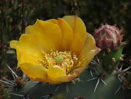 Image result for Opuntia