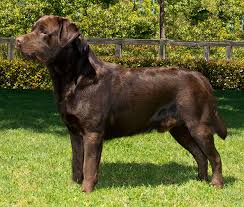 Lieferung bereits am nächsten tag! Funny Chocolate Labrador Retriever Puppies For Sale In California L2sanpiero