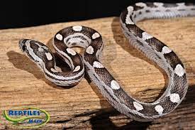 Pin By Hannah Wohler On Corn Snakes Corn Snakes For Sale Corn Snake Snake