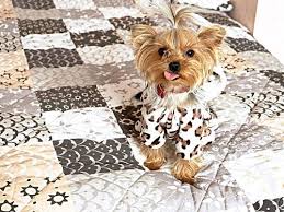 What Are Good Dog Carriers For Teacup Yorkies