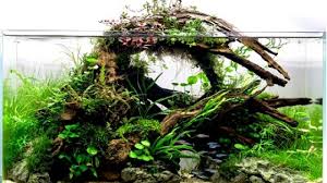 Though all aquascapes are in fact planted tanks but all planted tanks are not necessarily an aquascape. Aquarium Wood A Complete Guide To Preparing And Installing Driftwood Fish Care