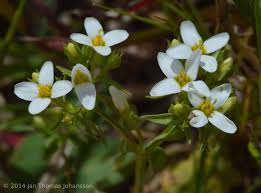 Image result for Sebaea