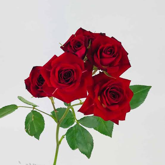 Spray Rose - Red