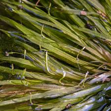 Image result for Blyxa