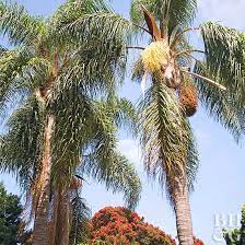 Check spelling or type a new query. Queen Palm Better Homes Gardens