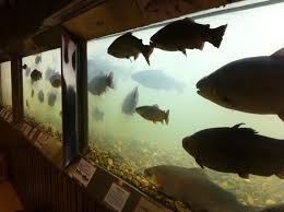 Shepherd Of The Hills Fish Hatchery At Table Rock Dam Branson Vacation Branson Missouri Table Rock Lake