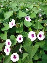Image result for Ipomoea batatas