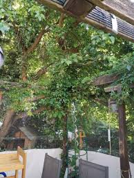 Nachdem er ihnen untersagt hatte, den ball selbst zu holen, gab er ihnen schließlich den ball auch nicht mehr zurück. Mietrecht Garten Darf Ich Als Mieter Einen Baum Beschneiden