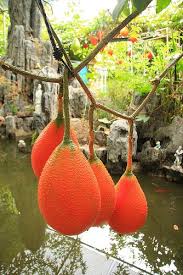 Pin On Garden Fruits And Vegetables