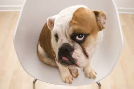 English bulldog shedding level black english bulldog breeders. Do English Bulldogs Have Breathing Problems