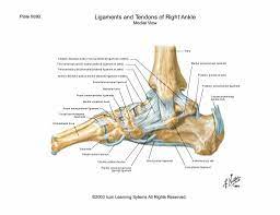 Tarsal Bones Ligaments Ankle Anatomy Ankle Ligaments Ankle Tendonitis