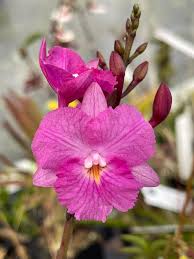 Image result for Solenangis conica