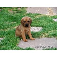 Image result for štýrský brakýř