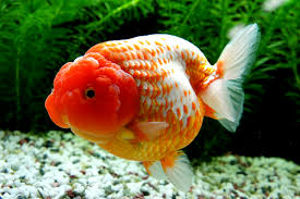 Hasan Basri Guzel Adli Kullanicinin Goldfish Panosundaki Pin