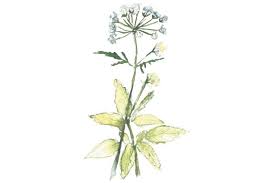 Unkraut Vernichten Ohne Chemie Garten Freizeit Unkraut Vernichten Unkraut Im Garten Unkraut