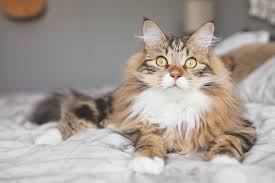 The points are unbrindled and can consist of a cat's mask, ears, legs, feet, and tail. Siberian Catster