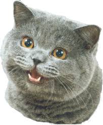 Image result for i can has cheezburger