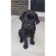 Adopting a karemy puppy is not the normal puppy adoption experience. 8 Weeks Old Black Lab Puppies In Indianapolis Indiana Puppies For Sale Near Me