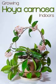 Hoya plants should be kept out of the high light of the day, as this may burn the leaves. Growing Hoya Carnosa Indoors