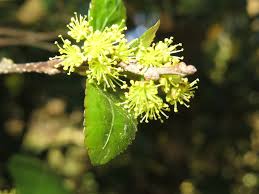 Image result for Salicaceae