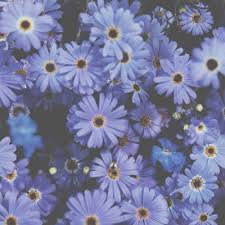Backgrounds On Tumblr Flower Wallpaper Wallpaper Backgrounds Aesthetic Backgrounds