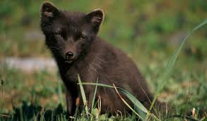 Fox tv canlı izle, fox tv hd kesintisiz yayınını ücretsiz olarak direk izleyebileceğiniz internet sayfasıdır. One Arctic Fox S Incredible Journey From Norway To Canada