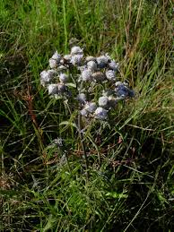 Image result for Haumaniastrum