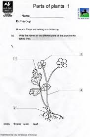 Leaf usually grows under the ground. Arab Unity School Grade Blog Science Parts Of Plant Worksheets Plants Subtraction Games Science Worksheets Plant Grade 1 Worksheets Hd Math Everyday Math Controversy Saxon Math 2 Workbook Fourth Grade Learning Games