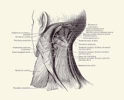 In radiology, the 'head and neck' refers to all the anatomical structures in this region excluding the central nervous system, that is, the brain and spinal co. Neck Muscular System Diagram Vintage Anatomy 2 Drawing By Vintage Anatomy Prints