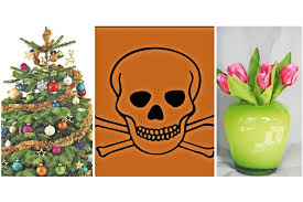 Sehr giftig alle pflanzenteile cicutoxin übelkeit, brechreiz, krampfanfälle colchicum autumnale Giftig Oder Nicht Die Wichtigsten Fragen Rund Ums Gift