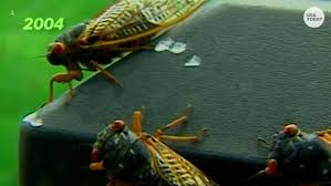 Cicadas have parts on their bodies called tymbals, which. Cicadas Return To Indiana In 2021 As Part Of Their 17 Year Life Cycle