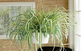 Hasil gambar untuk foto bunga Spider Plant