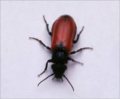 Image result for Triainolepis