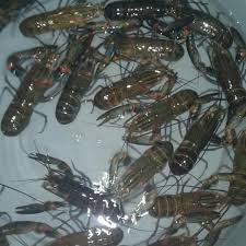 Pada intinya budidaya lobster air tawar bukan masalah harga dan modal ataupun keuntungan yang akan kita dapat selama budidaya, akan tetap langkah dasarnya bagaimana cara kita bisa untuk budidaya lobster dulu, ada kemauan dulu, ada minat untuk belajar dulu. Jual Jual Lobster Air Tawar 4 45 Inchi Isi 8 Perset Up Di Lapak Ahmad Bukalapak
