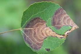 These plants reproduce by vegetative methods only they contain rhizomatic root system. Aspen Trees Common Problems What To Do Lam Tree Service