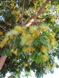 Image result for Albizia lebbeck