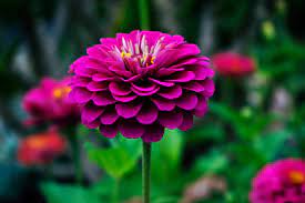 It blooms from midsummer to early fall, attracting butterflies and hummingbirds. Top 10 Stunning Perennial Flowers Around The Globe You Can Grow