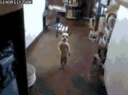 Dancing Dog Tanz Gif On Gifer By Sinseeker