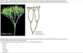 Image result for Psilotum nudum
