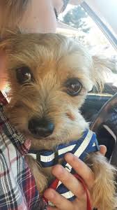 Favorite this post may 12 yorkie female akc puppy Lola Is A 8 Lb Yorkie That Was Free On Craigslist And Is A Sweet With Other Dogs And Kids Watch For More Info Adopted November 2015 Dogs And Kids Dogs Yorkie