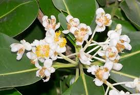 Image result for Calophyllum inophyllum