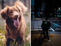 We have taken care of numerous pets and transferred them to various locations with great care and nourishment. Netherlands Night Curfew Borrow A Dog Delivery Services People In Netherlands Come Up With Innovative Ways To Dodge Covid 19 Curfew Trending Viral News