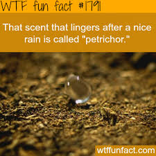 That Scent That Lingers After Rain Wtf Fun Facts Fun Facts Mind Blown Fun Facts