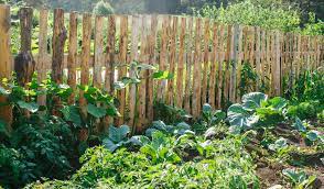 Versandkostenfrei in deutschland 30 tage rückgaberecht 10 Pflanzen Fur Den Permakultur Garten Gartenflora