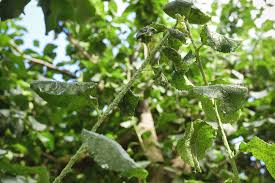 Image result for puklice švestková obrázek