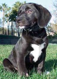 Learn More About The Beagle Labrador Mix Dogable