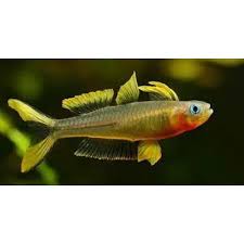 Image result for Pseudobromus engleri