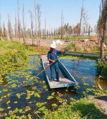 Read and sign change.org petition to help. Visiting Xochimilco Floating Gardens Sustainably Eco Chinampa Tour