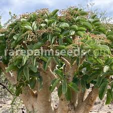 Image result for Cyphostemma hypoleucum